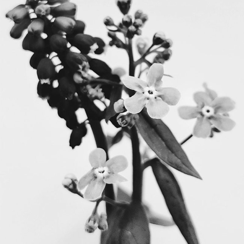 ADN & Fondations de marque